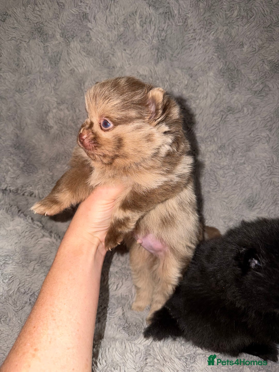 Pomeranian dogs for sale: 🤎💙QUALITY POMERANIAN BABY BEARS 💙🤎 - Advert 2
