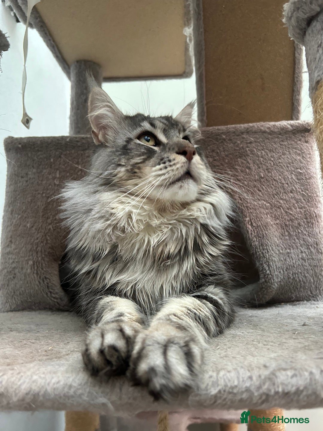 Maine Coon cats for stud: TICA reg DNA clear Black Silver Boy  - Advert 3