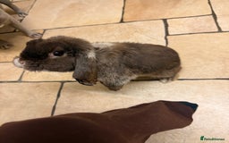 Mini Lop rabbits for sale: Mini loop( coco)  - Image 2