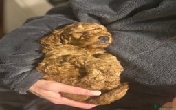 Cockapoo dogs for sale: Red Cockapoo puppies - Advert 8