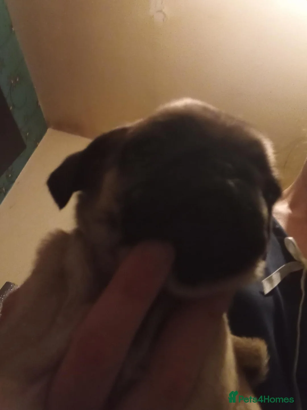 Pug dogs for sale: I have a lovely litter off pug pups for sale  - Advert 17