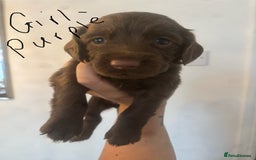 Cocker Spaniel dogs for sale: Cocker Spaniel Puppies - Image 6