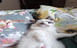 Ragdoll cats for sale:  READY NOW GCCF  REG. EUROPEAN  LINE BOYS   - Image 10