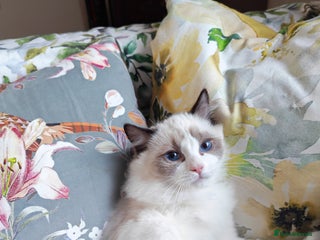 Ragdoll cats - Advert 1