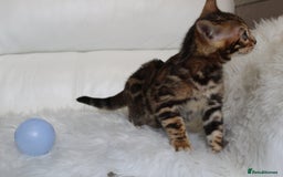 Bengal cats for sale: Beautiful Bengal kittens - Image 10