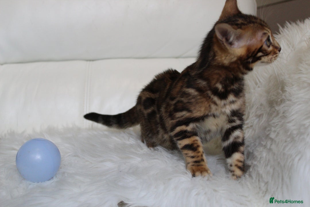 Bengal cats for sale: Beautiful Bengal kittens - Image 10