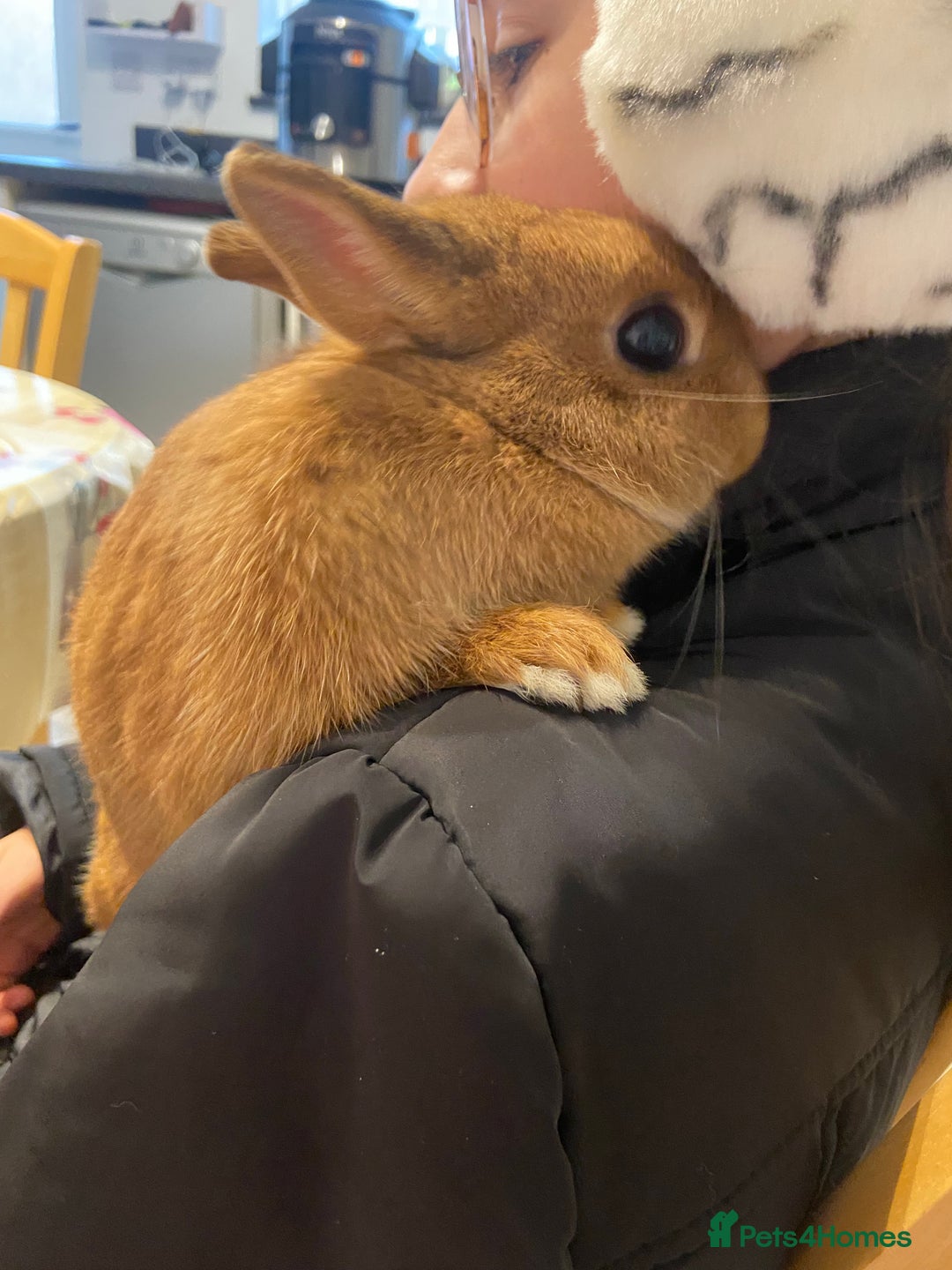 Netherland Dwarf rabbits for sale: Beautiful female Netherland dwarf rabbit  - Advert 3