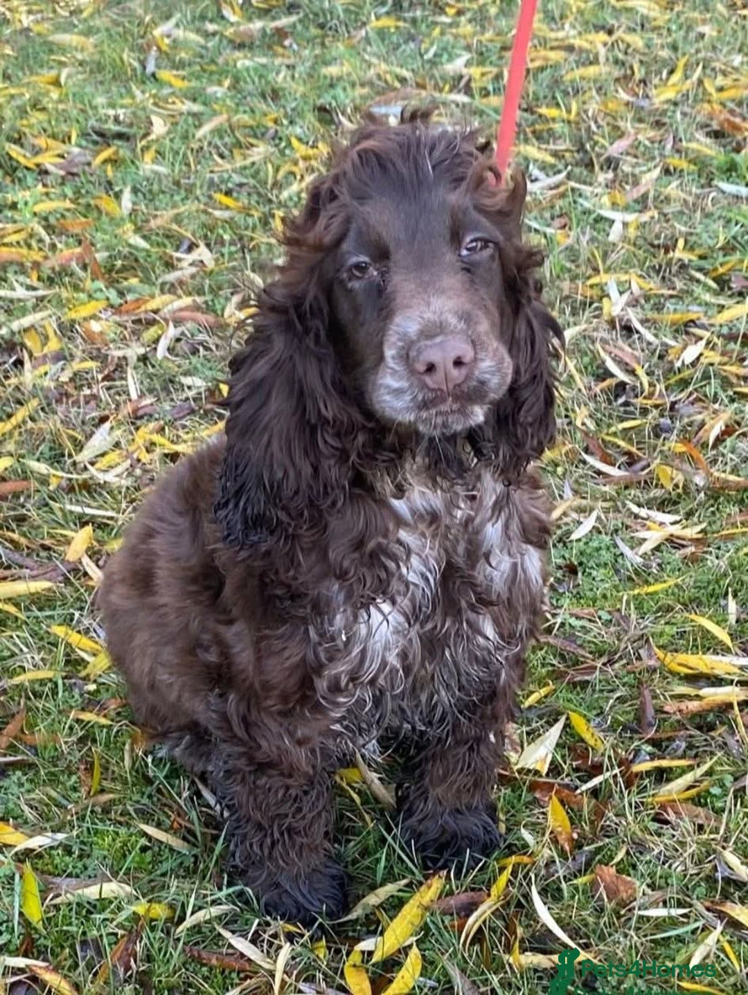 Cocker Spaniel dogs for sale: Ruby 1 year old chocolate roan female  - Advert 1