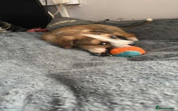 Mixed Breed dogs for sale: Ready for new loving homes now - Image 10