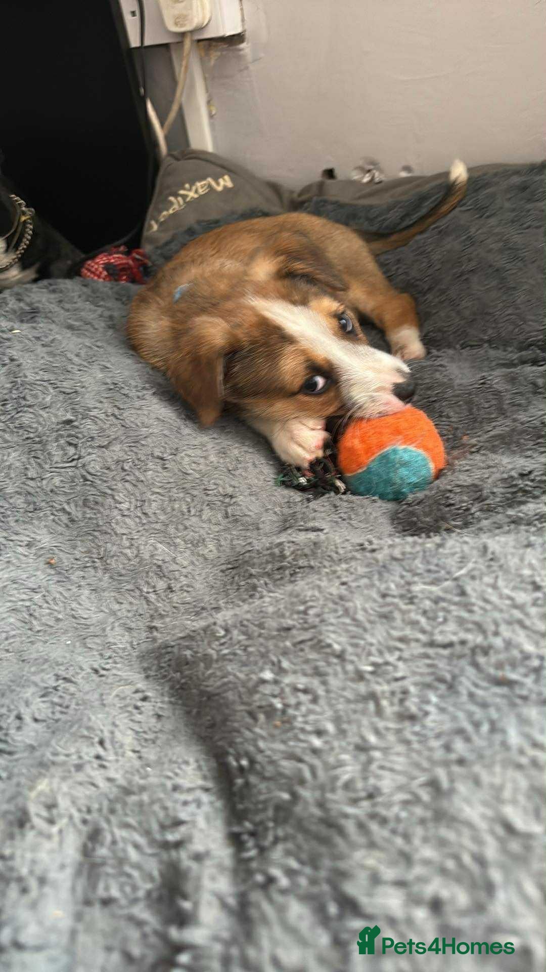 Mixed Breed dogs for sale: Ready for new loving homes now - Image 10