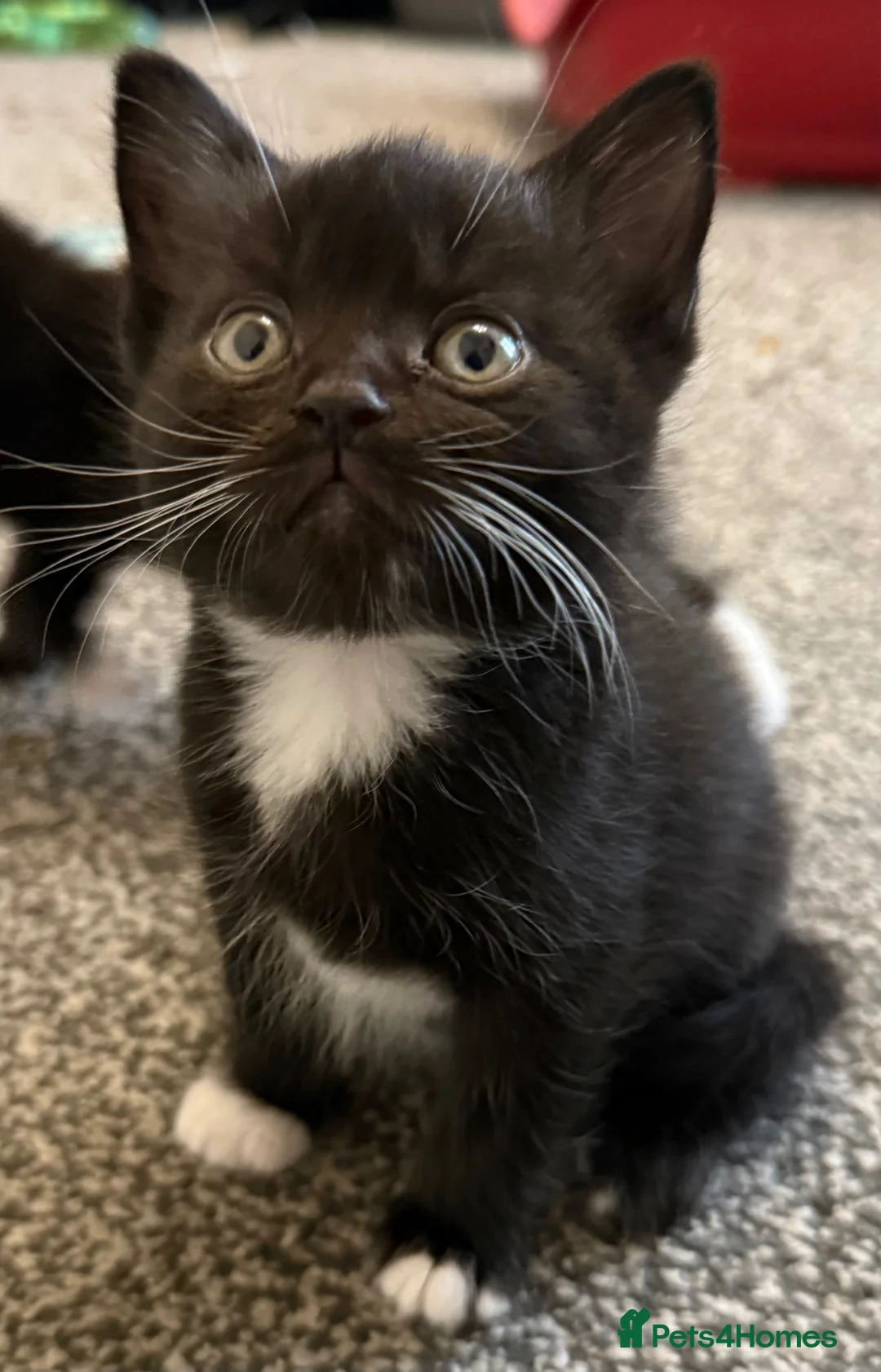 Mixed Breed cats for sale: British short hair cross male kittens can deliver  - Advert 1