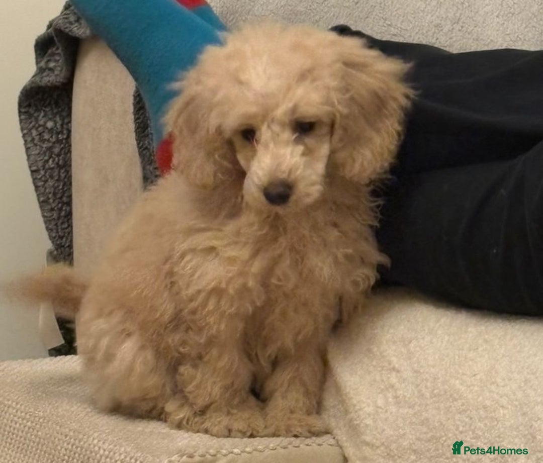 Miniature Poodle dogs for sale: Miniature Puddle puppy 3 months old  - Advert 1