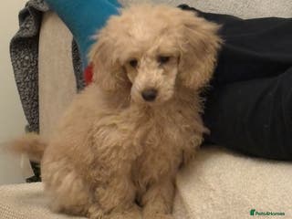 Miniature Poodle dogs Miniature Puddle puppy 3 months old - Advert 3