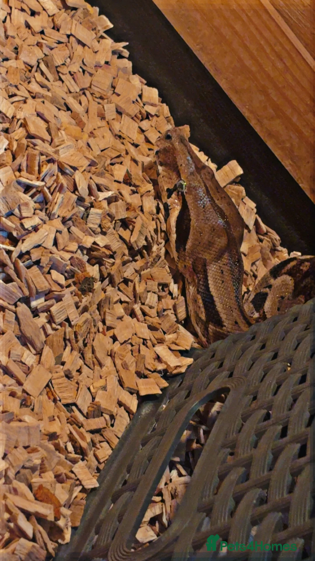 Boa Snake reptiles for sale: Boas male and female  in Chesterfield - Advert 7