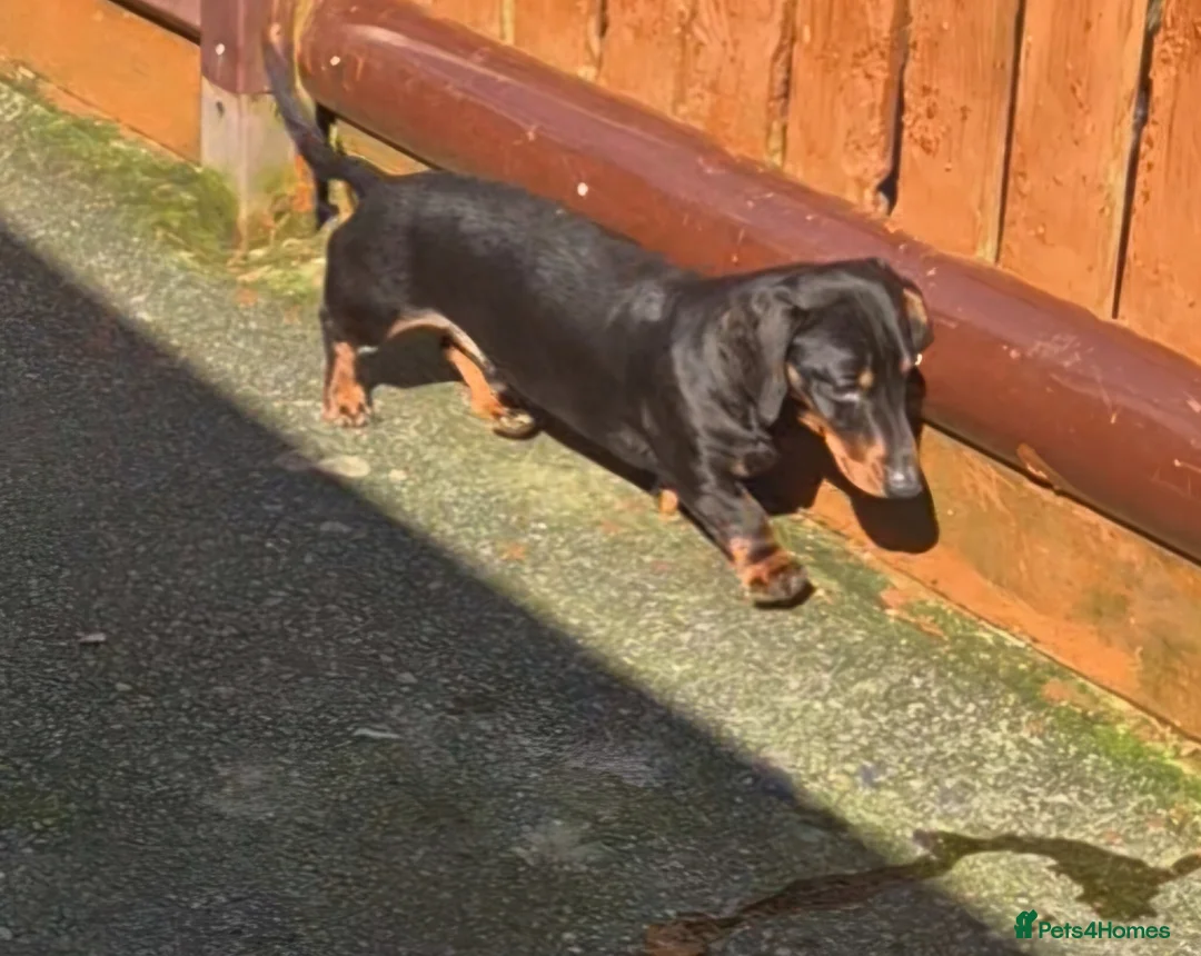 Miniature Dachshund dogs for stud: GLYNFELIN JACK MASTER FUNK miniature dachshund - Advert 2