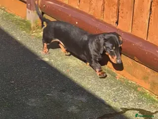 Miniature Dachshund dogs GLYNFELIN JACK MASTER FUNK miniature dachshund - Advert 11