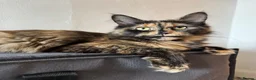 Maine Coon cats for sale: Maine Coon Cross Kittens – Ready 13th July - Advert 12