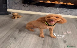 Cockapoo dogs for stud: 🐾 STUD DOG AVAILABLE – Meet Koda 🐾 - Image 1