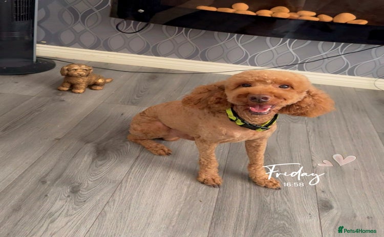Cockapoo dogs - Advert 2