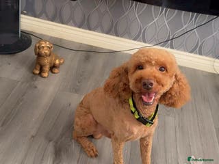 Cockapoo dogs 🐾 STUD DOG AVAILABLE – Meet Koda 🐾 - Advert 13