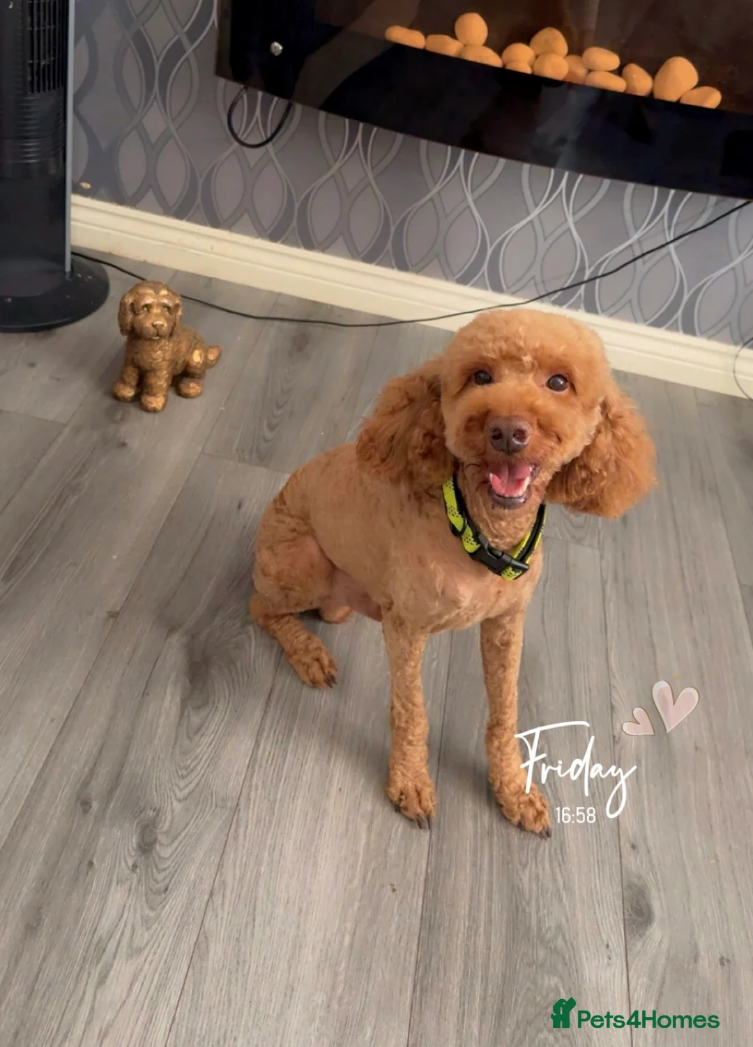 Cockapoo dogs for stud: 🐾 STUD DOG AVAILABLE – Meet Koda 🐾 - Advert 1