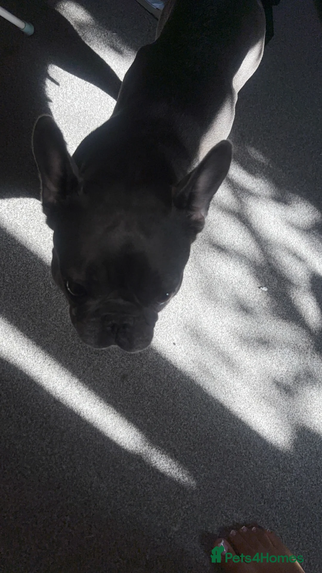 French Bulldog dogs for sale: £450 — loving home wanted, not just a sale in London - Advert 2