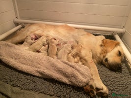 Golden Retriever dogs - Advert 2