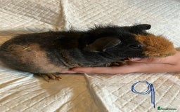 Guinea Pig rodents for sale: Skinny pig and smooth haired Guinea pigs - Image 14