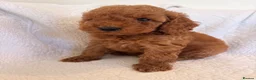 Cockapoo dogs for sale: LICENSED BREEDER QUALITY COCKAPOO PUPPIES  - Advert 16