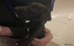 Greyhound dogs for sale: Greyhound Puppy - Image 4