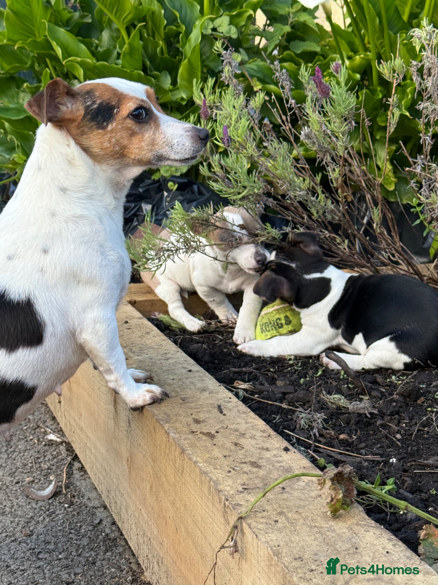 Jack Russell dogs for sale: ‘Naughty’ Jack Russell Pups  in Kilgetty - Advert 11