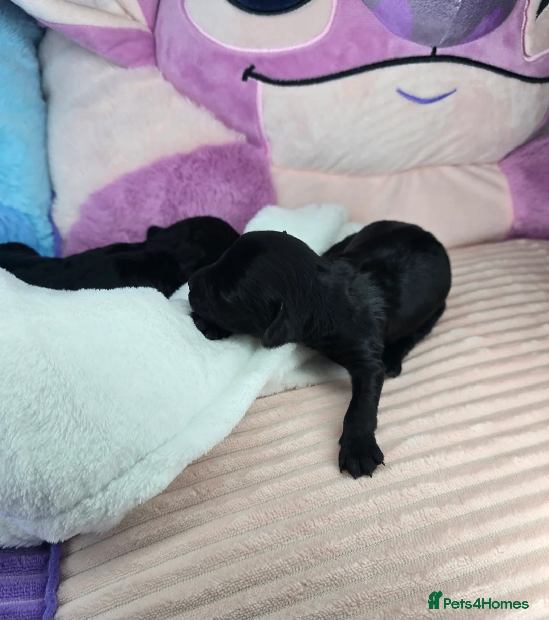 Cavapoo dogs for sale: 🩷🩵SMALL TOY🐶CAVAPOO PUPS🐶HEALTH DNA TESTED🩵🩷 - Advert 21