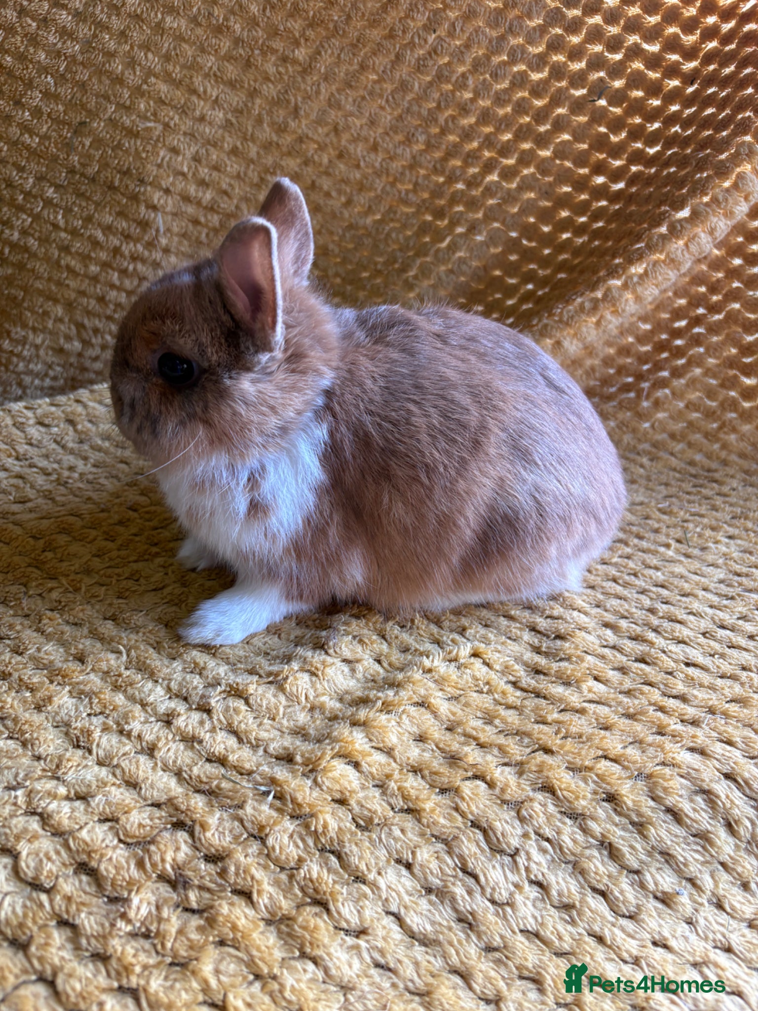 Netherland Dwarf rabbits Gorgeous Netherland dwarves  - Advert 1