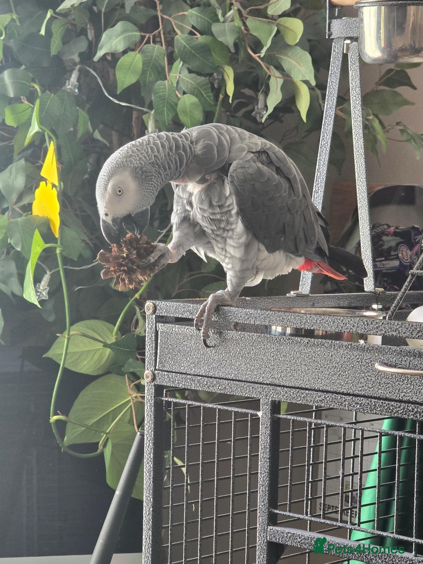 Parrots birds for sale: African grey parrot - Advert 10