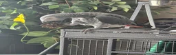 Parrots birds for sale: African grey parrot - Advert 1