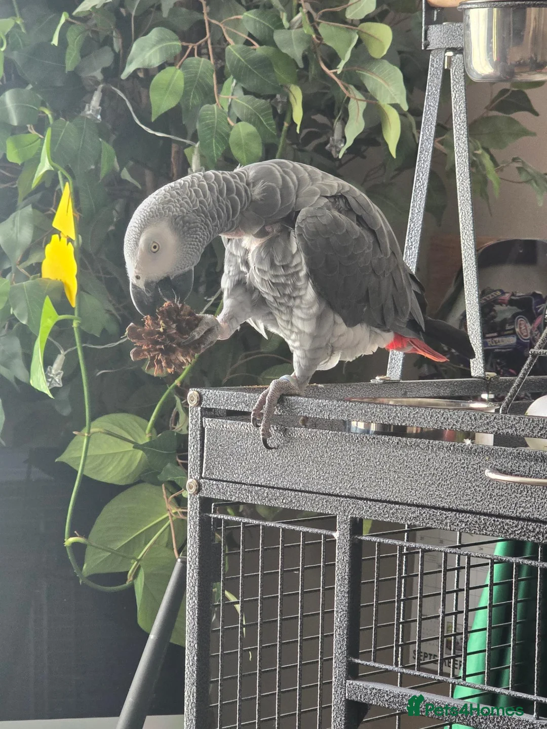 Parrots birds for sale: African grey parrot - Advert 1