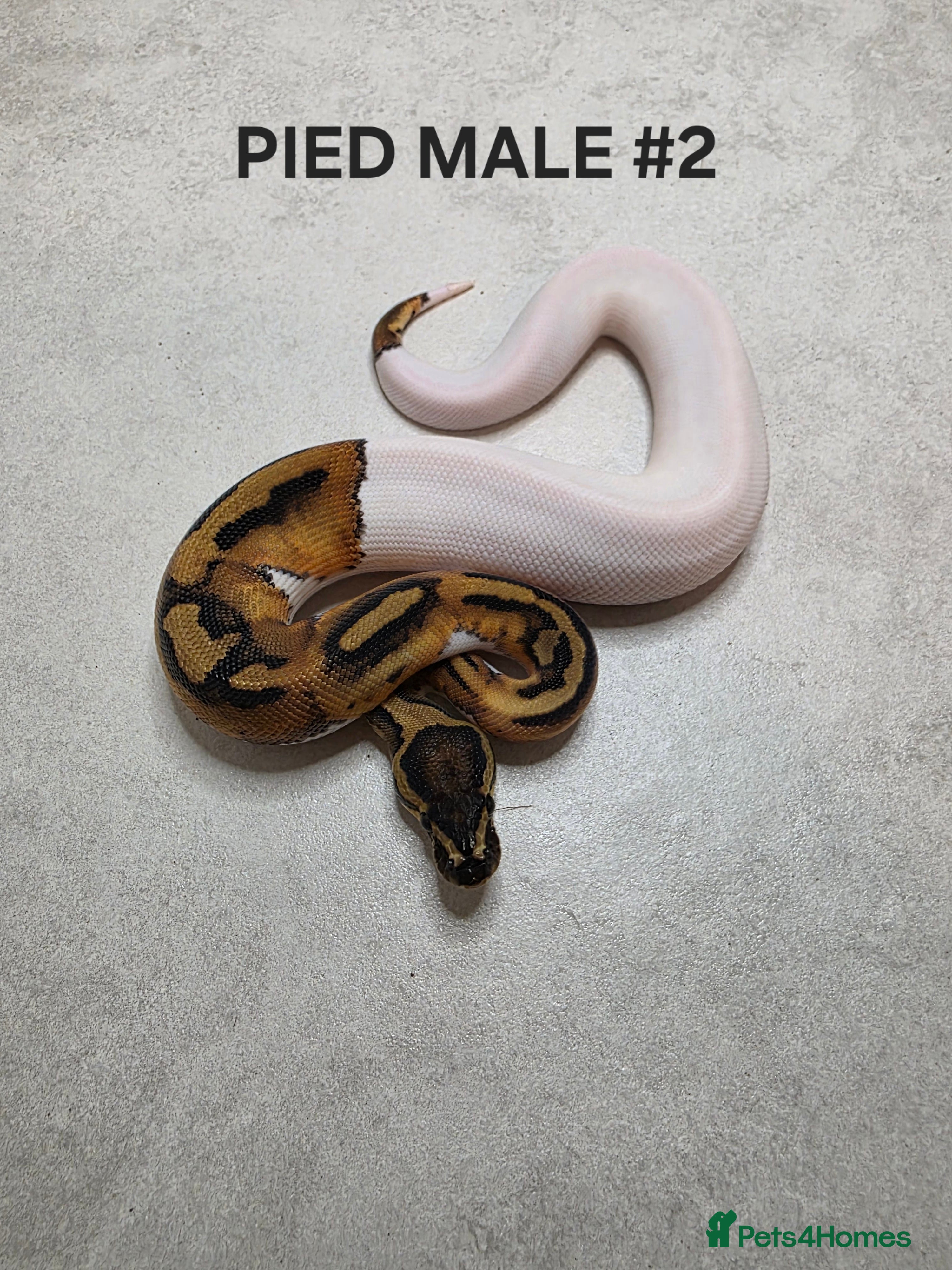 Python Snake reptiles Juvenile royal pythons ready to go  - Advert 2