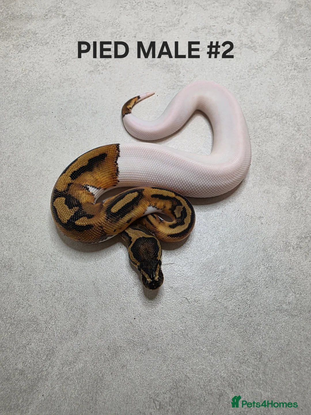 Python Snake reptiles for sale: Juvenile royal pythons ready to go  - Advert 1