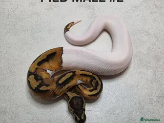 Python Snake reptiles Juvenile royal pythons ready to go - Advert 5