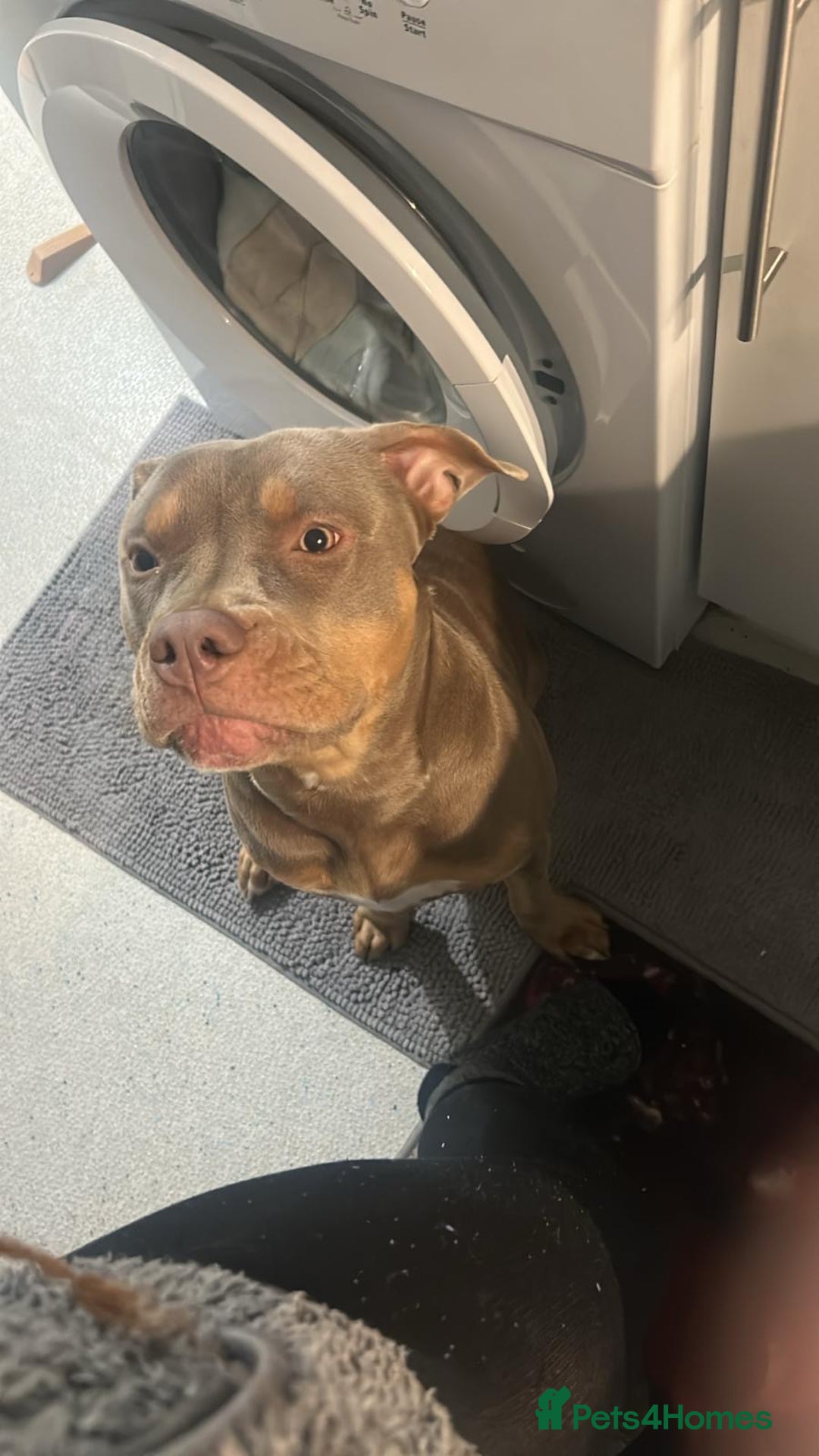 Mixed Breed dogs for sale: My name is Nova.    please adopt me  - Advert 6