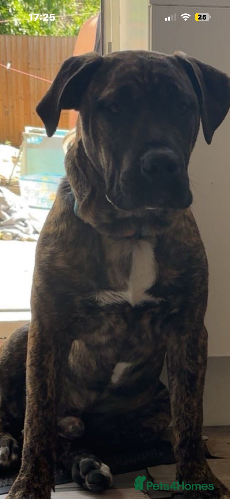 Mixed Breed dogs NAME IS CHASE!!!! - Advert 1