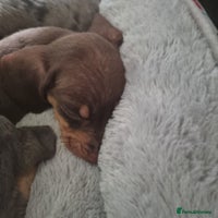 Dachshund dogs - Advert 4