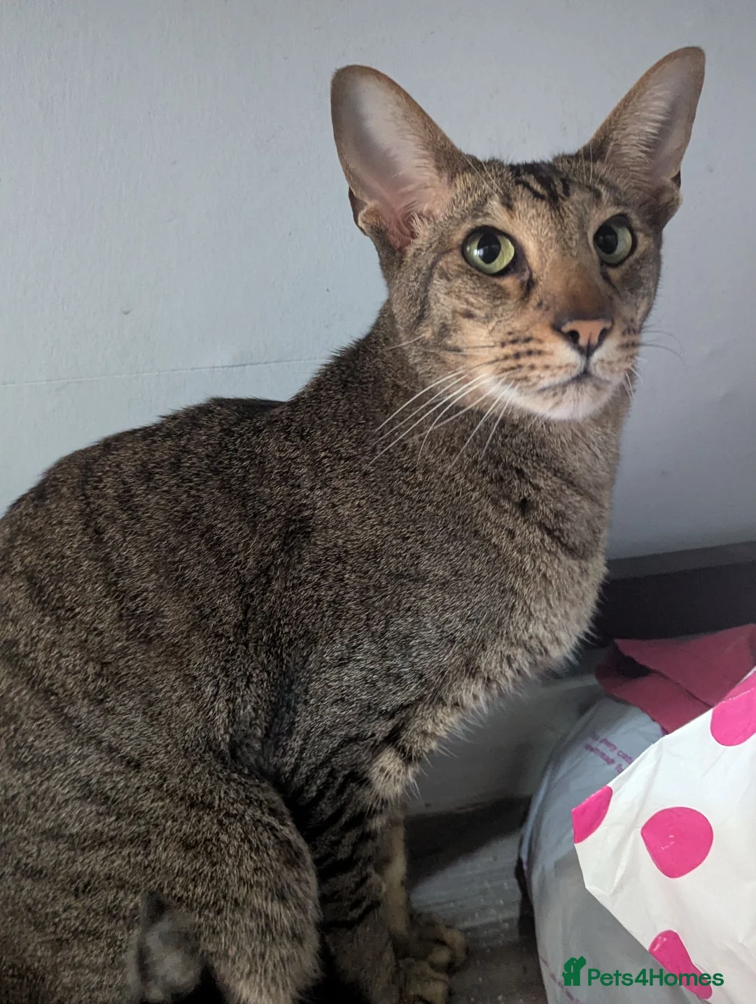 Oriental cats for sale: 2 beautiful friendly oriental cats - Advert 3