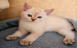Scottish Fold cats for sale: 😻SF pedigree TICA 😸 READY TO LEAVE😸 - Image 36