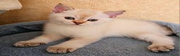 Scottish Fold cats for sale: 😸 Scottish Fold pedigree kittens😸 - Advert 39