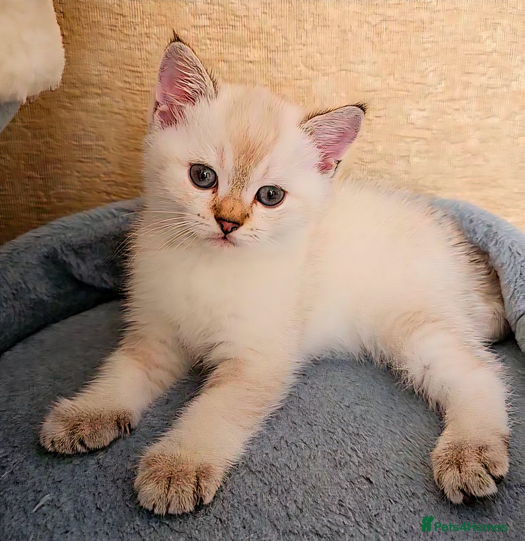 Scottish Fold cats for sale: 😻SF pedigree TICA 😸 READY TO LEAVE😸 - Image 36