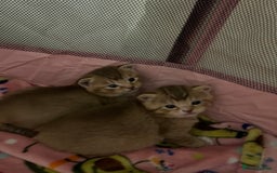 British Shorthair cats for sale: 5 beautiful British shorthair kittens - Image 22