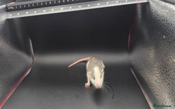 Mouse rodents for sale: Mouse / Rats for same  - Image 11