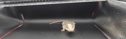 Mouse rodents for sale: Mouse / Rats for same  - Advert 11