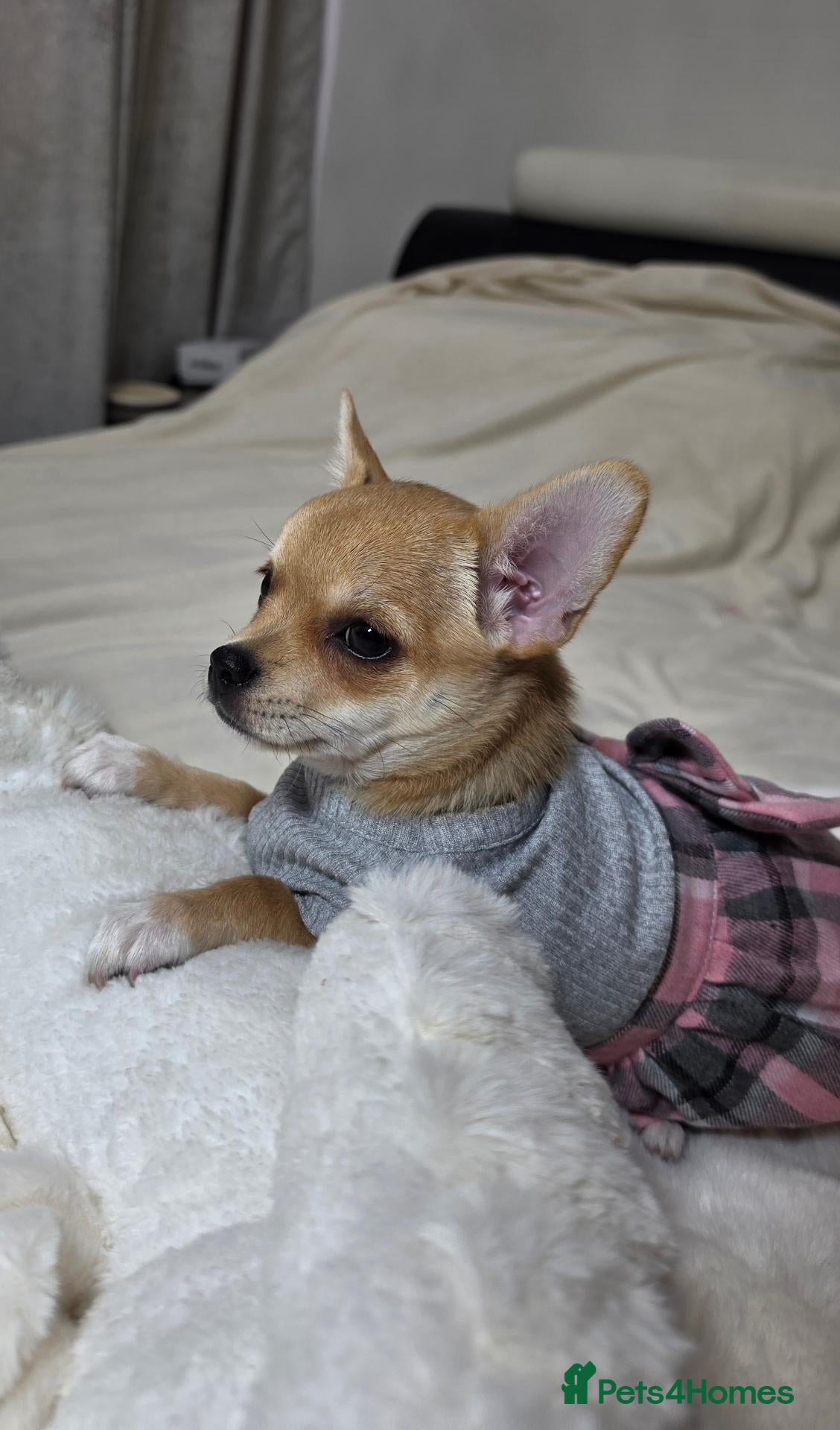 Chihuahua dogs 🐾Chihuahua Girls ready for forever loving homes - Advert 1